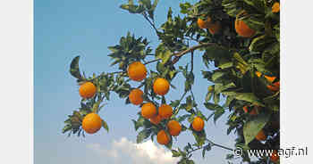 Vorst decimeert Turks citrus 80%