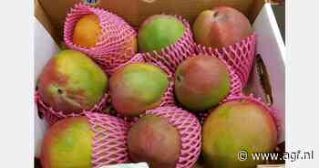 Ivoriaans mangoseizoen binnenkort van start