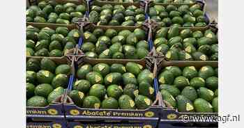 "Karton avocado's kost slechts $5 op Indiase markt"