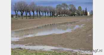 Regen vertraagt poten van aardappelen in Emilia-Romagna
