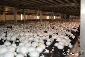 Met nieuwe champignonkwekerij bij Velddriel verricht Van Namen pionierswerk