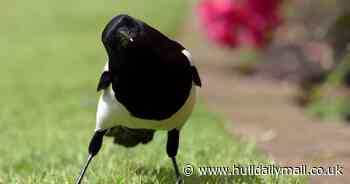 Simple CD hack could stop magpies from swooping in your garden