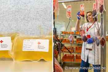 Rode Kruis verwerkt bloedplaatjes tot diervriendelijk alternatief voor kalfsserum: “Belangrijke stap vooruit”