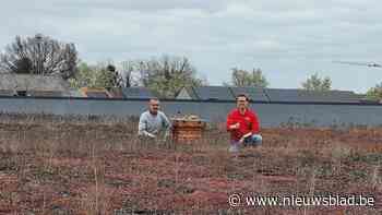 Hubo Wuustwezel zet bijenkasten op het dak: “Steentje bijdragen aan de lokale biodiversiteit”