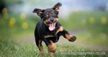 Yorkshire Wildlife Park to host fun dog show