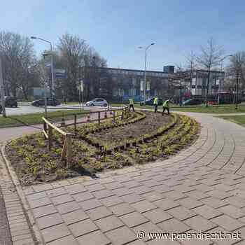 Gemeente plaatst planten in nieuw aangelegd plantsoen rotonde Burgemeester Keijzerweg/Veerweg