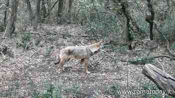 A nord di Roma ci sono 11 lupi, ma niente psicosi: non ci sarà un’invasione