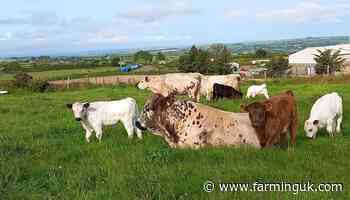 Concerns raised over future of Ancient Cattle of Wales rare breed