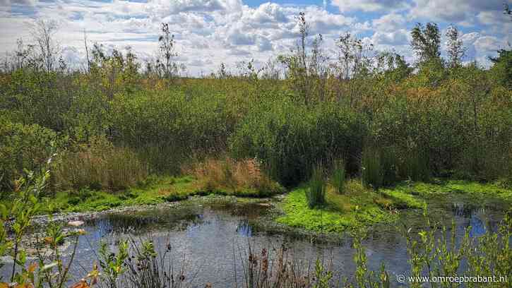 Vechten voor het zeldzame hoogveen in de Peel: 'Ziet er gezonder uit'