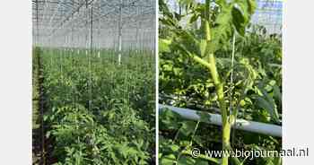 "In de bio-teelt moeten we er nog meer bovenop zitten"