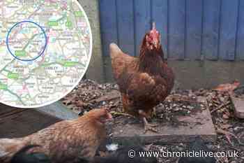 Bird Flu detected in County Durham with 10km surveillance zone put in place