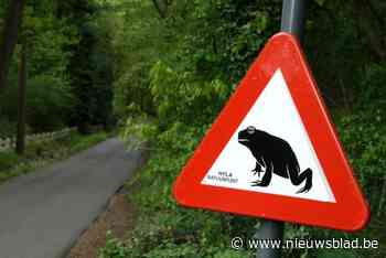 Vrijwilligers helpen kikkers en padden veilig naar de overkant van de weg: “Op zes jaar tijd zo’n 26.000 dappere overstekers”