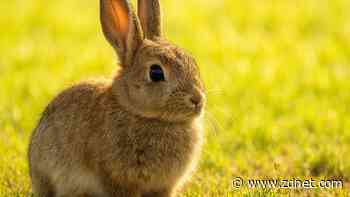 ChatGPT's new image generator creates stunning images - for some users