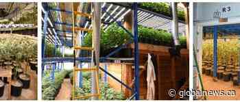 Massive Ontario pot grow-op had live-in staff, global expansion plans: RCMP