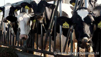Melkproductie in VS valt na correctie toch hoger uit