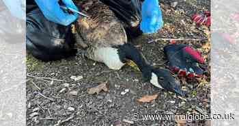 Goose wrapped in 32ft of fishing line rescued from Wirral park lake