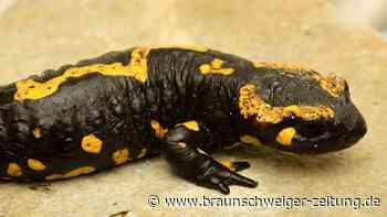 Feuersalamander im Harz: Droht den süßen Lurchen die Pest?