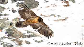 Ausgewilderte Bartgeier kehren in den Nationalpark Berchtesgaden zurück