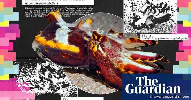 Small but feisty: the clever cuttlefish that changes colour to bedazzle predators