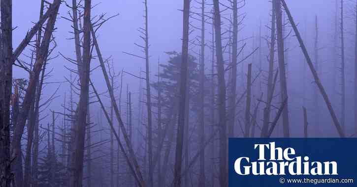 US could see return of acid rain due to Trump’s rollbacks, says scientist who discovered it