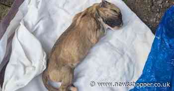 Dead underweight puppy found dumped in plastic bag in Beckenham park