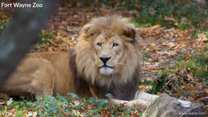 New African lion at Fort Wayne Zoo