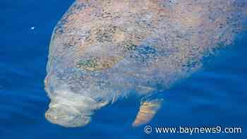 FWC reminds boaters to watch out for manatees on the move