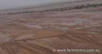 Counting the losses: The toll Qld flooding will have on sheep producers