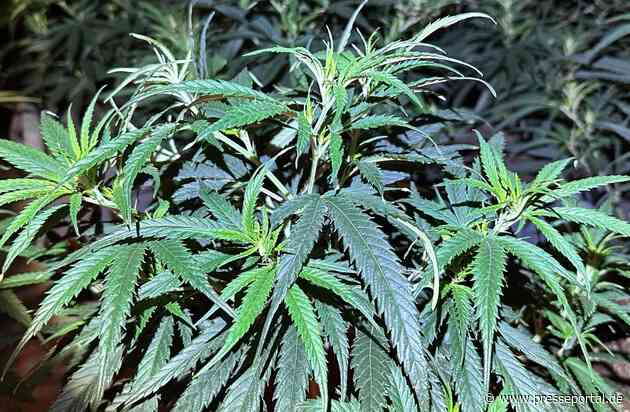 LPI-NDH: Cannabisplantage aufgefunden - Polizei nimmt zwei Tatverdächtige vorläufig fest
