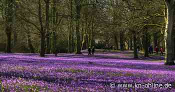Husum: Größtes Krokusfeld in Nordeuropa lockt Tausende Besucher an