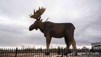 Es geht um Olympia 2026: Deutsches Curling-Schicksal entscheidet sich im Elchkiefer
