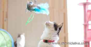 Wallsend cat café responds to RSPCA and Cats' Protection 'phase out' call