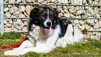 Kili ist nur etwas für Hunde-Profis: Kraftpaket aus dem Münchner Tierheim sucht neues Zuhause
