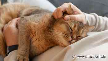 Katze will nicht kuscheln: Mit diesen Tipps wird die Katze zum Schmusetiger