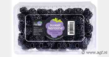 Toename teelt en afzet Sweet Karoline bramen