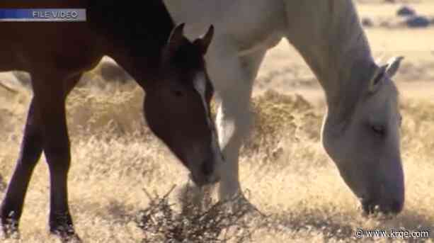 Bill to manage wild horses in New Mexico passes, heads to governor's desk