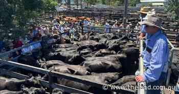 Mixed yarding fluctuated prices at Thursday's Gloucester store cattle sale