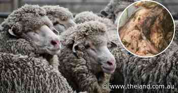 Barber's pole worm deaths 'just tip of the iceberg' in Central West region