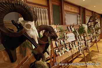 Frische Gene für die Mufflonherde