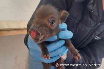 Minischwein bringt Nachwuchs zur Welt – sind es Ferkel oder Frischlinge?