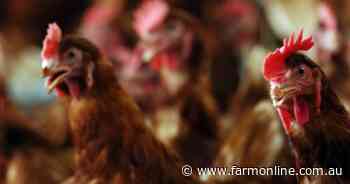 Agribusiness buzz in brief: Chicken market review, Domino's, StockCo, Rex