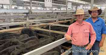 Prices rise at Tamworth store sale as numbers decline and rain is on the way