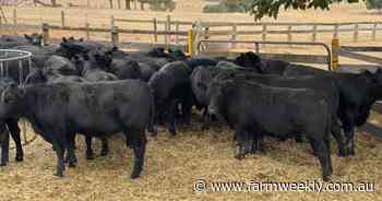 Yearling steers top demand with perfect strike rate at Pemberton sale