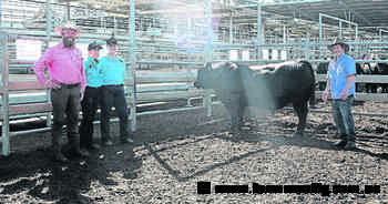 Angus bull tops the offering at Albany's Multi-Breed Bull Sale