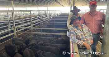 Forecast rain boosts buyer confidence at Carcoar blue ribbon weaner sale