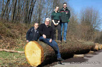 Makellose Eiche wird für Dieblich zum Geldsegen