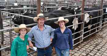 'Buoyant market' trends recorded for Wagga Wagga's first store cattle sale