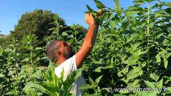 “Nei ristoranti ci vorrebbe il sommelier della verdura” dice uno dei migliori contadini del Lazio
