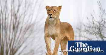 Week in wildlife: relief for traumatised lions, a shy deer and a stork doing yoga