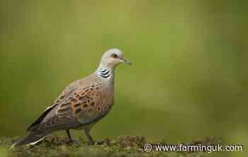Hundreds of farmers help boost turtle dove bird species by 40%